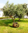 Aliathon Holiday Village 